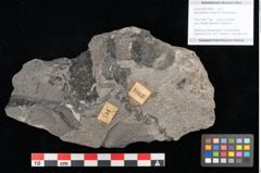 Foto (Objekt + Etikett) von Zamiostrobus lunzensis Ettingshausen (NHMW-GEO-2024-0188-10604)
